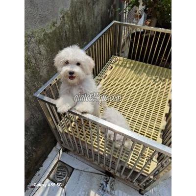 Vật Nuôi Thú Cưng Quận 7 - Hồ Chí Minh