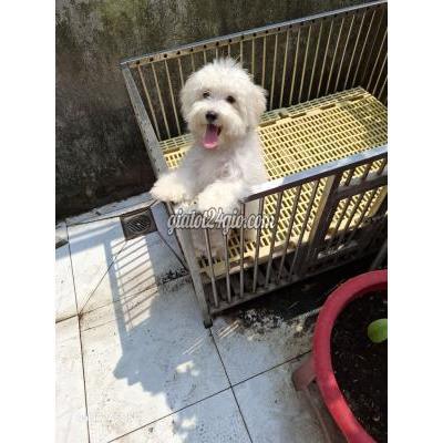 Vật Nuôi Thú Cưng Quận 7 - Hồ Chí Minh