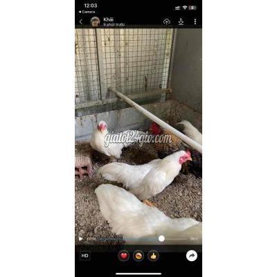 Gà ( Vật Nuôi ) Hòa Thành - Tây Ninh