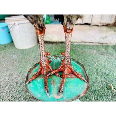 Vật Nuôi Thú Cưng Cao Lãnh - Đồng Tháp