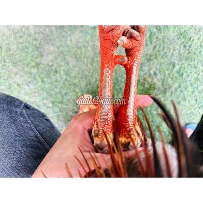 Vật Nuôi Thú Cưng Cao Lãnh - Đồng Tháp