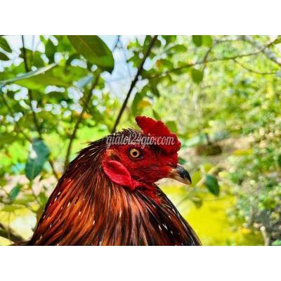 Vật Nuôi Thú Cưng Cao Lãnh - Đồng Tháp