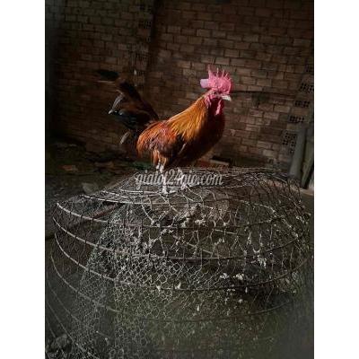 Gà Vật Nuôi Thú Cưng Biên Hòa - Đồng Nai