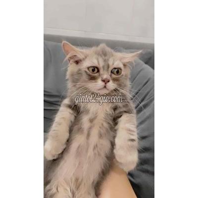 Mèo ( Vật Nuôi ) Quận 12 - Hồ Chí Minh