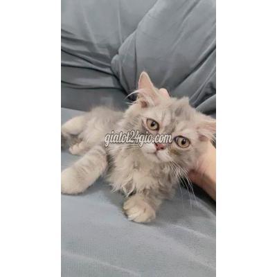 Mèo ( Vật Nuôi ) Quận 12 - Hồ Chí Minh