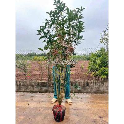 Cây Cảnh Sông Lô - Vĩnh Phúc