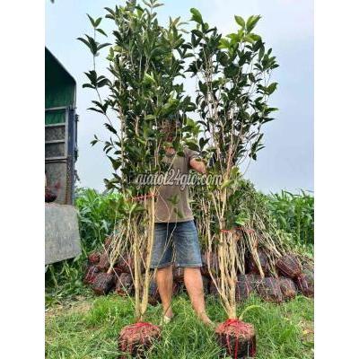 Cây Cảnh Sông Lô - Vĩnh Phúc