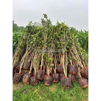 Cây Cảnh Sông Lô - Vĩnh Phúc