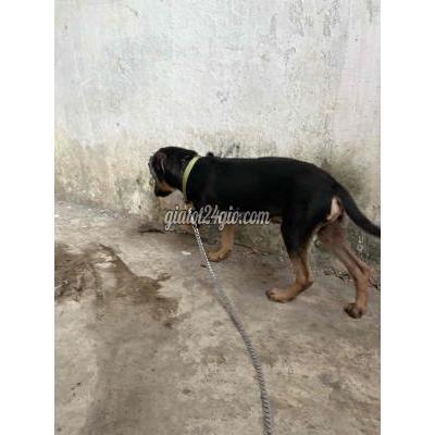 Chó Vật Nuôi Thú Cưng Bình Chánh - Hồ Chí Minh