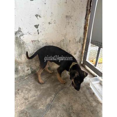 Chó Vật Nuôi Thú Cưng Bình Chánh - Hồ Chí Minh