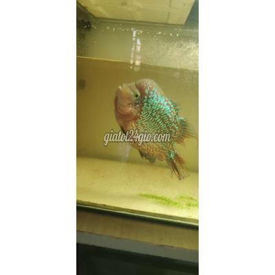 Vật Nuôi Thú Cưng Dĩ An - Bình Dương