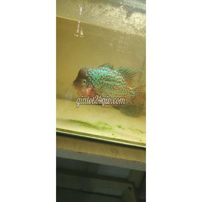 Vật Nuôi Thú Cưng Dĩ An - Bình Dương