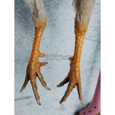 Vật Nuôi Thú Cưng Bình Tân - Hồ Chí Minh