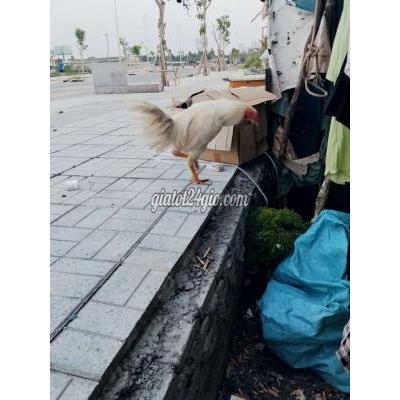 Vật Nuôi Thú Cưng Bình Tân - Hồ Chí Minh