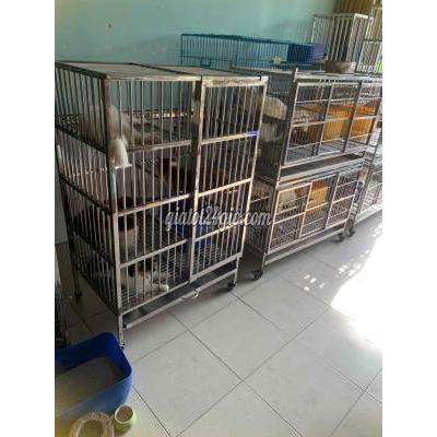 Mèo ( Vật Nuôi ) Quận 8 - Hồ Chí Minh