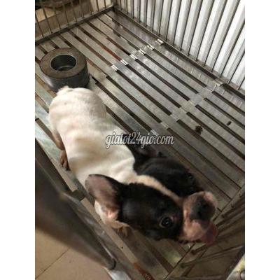 Vật Nuôi Thú Cưng Quận 8 - Hồ Chí Minh