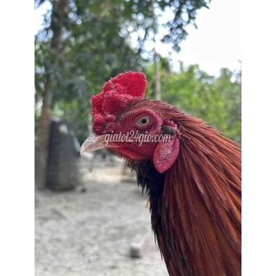 Vật Nuôi Thú Cưng Trà Ôn - Vĩnh Long