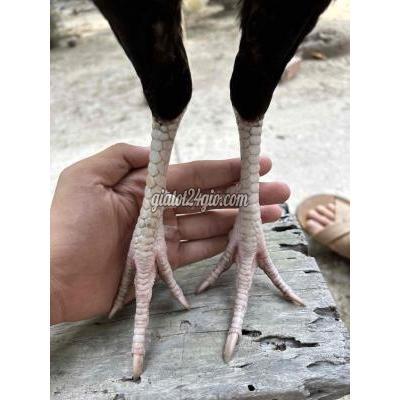 Vật Nuôi Thú Cưng Trà Ôn - Vĩnh Long