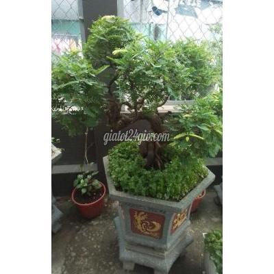 Cây Cảnh Cũ Thủ Đức - Hồ Chí Minh