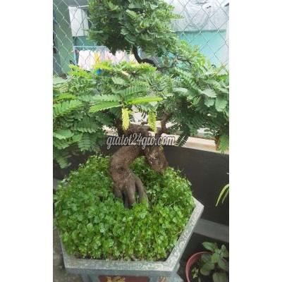 Cây Cảnh Cũ Thủ Đức - Hồ Chí Minh