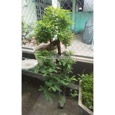 Cây Cảnh Cũ Thủ Đức - Hồ Chí Minh