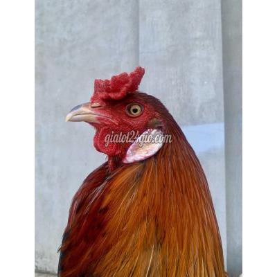Gà ( Vật Nuôi ) Vĩnh Long - Vĩnh Long