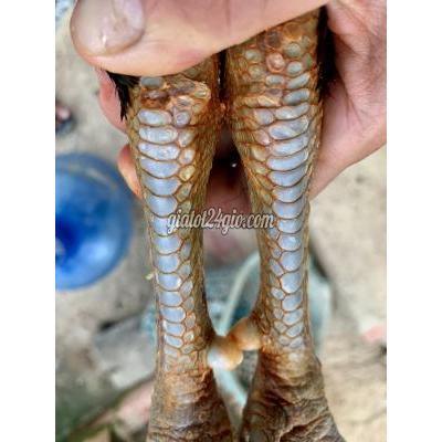 Gà ( Vật Nuôi ) Vĩnh Long - Vĩnh Long