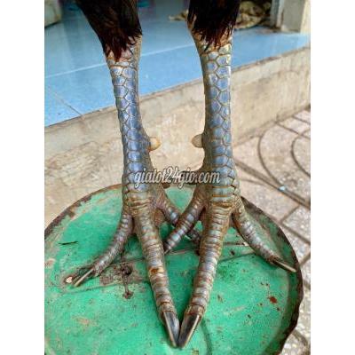 Gà ( Vật Nuôi ) Vĩnh Long - Vĩnh Long