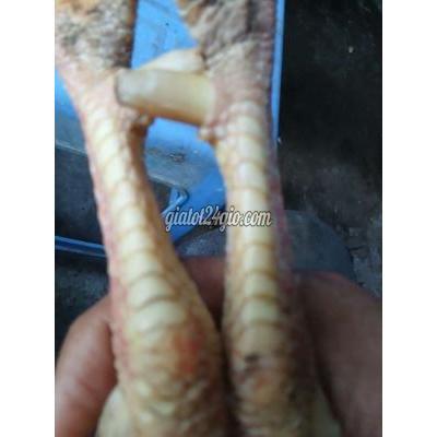Vật Nuôi Thú Cưng Ninh Kiều - Cần Thơ