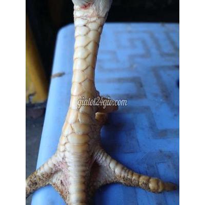 Vật Nuôi Thú Cưng Ninh Kiều - Cần Thơ