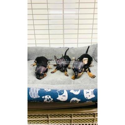 Vật Nuôi Thú Cưng Quận 8 - Hồ Chí Minh