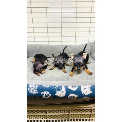 Vật Nuôi Thú Cưng Quận 8 - Hồ Chí Minh