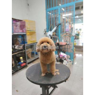 Vật Nuôi Thú Cưng Quận 8 - Hồ Chí Minh