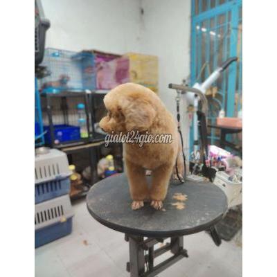 Vật Nuôi Thú Cưng Quận 8 - Hồ Chí Minh