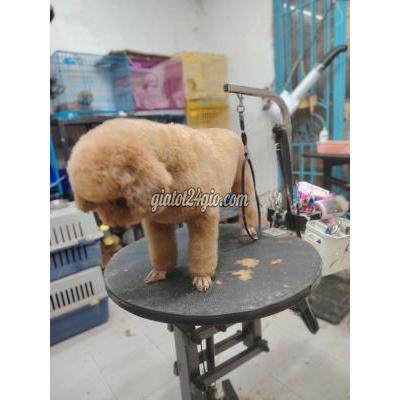 Vật Nuôi Thú Cưng Quận 8 - Hồ Chí Minh