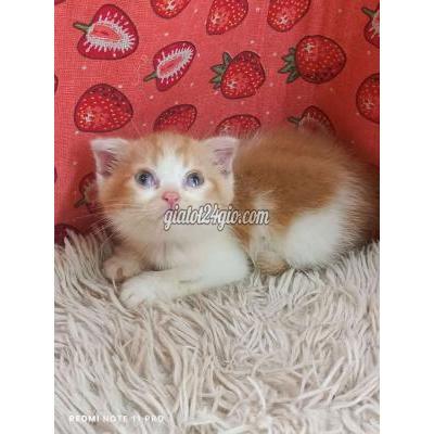 Mèo ( Vật Nuôi ) Hai Bà Trưng - Hà Nội