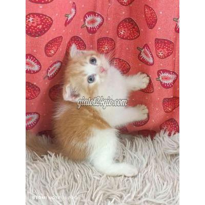 Mèo ( Vật Nuôi ) Hai Bà Trưng - Hà Nội