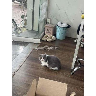 Mèo ( Vật Nuôi ) Hoài Đức - Hà Nội