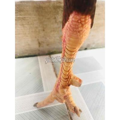 Vật Nuôi Thú Cưng Bình Thủy - Cần Thơ
