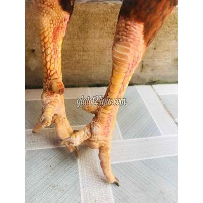 Vật Nuôi Thú Cưng Bình Thủy - Cần Thơ