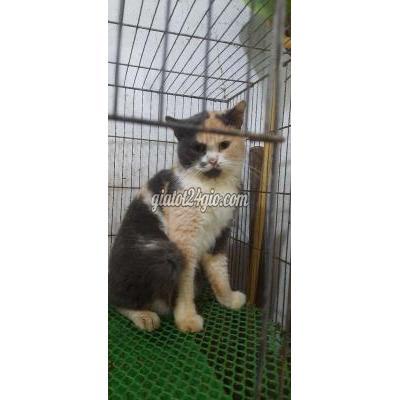 Mèo ( Vật Nuôi ) Bình Thạnh - Hồ Chí Minh