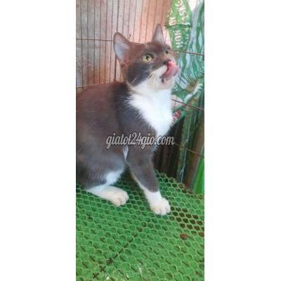 Mèo ( Vật Nuôi ) Bình Thạnh - Hồ Chí Minh