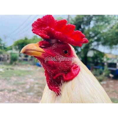Vật Nuôi Thú Cưng Thủ Đức - Hồ Chí Minh