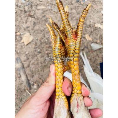 Vật Nuôi Thú Cưng Thủ Đức - Hồ Chí Minh