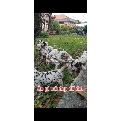 Vật Nuôi Thú Cưng Củ Chi - Hồ Chí Minh
