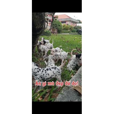 Vật Nuôi Thú Cưng Củ Chi - Hồ Chí Minh