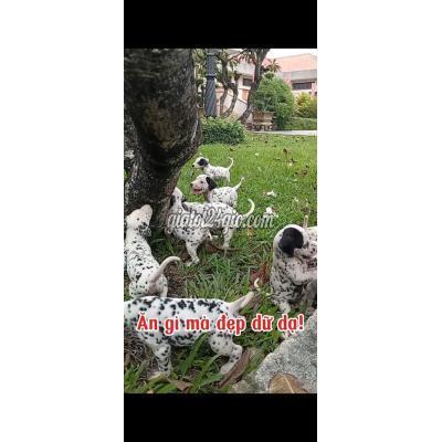 Vật Nuôi Thú Cưng Củ Chi - Hồ Chí Minh