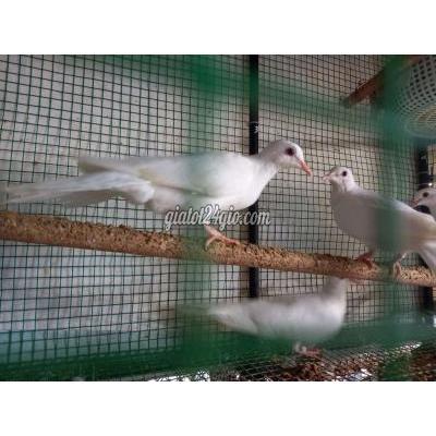 Chim ( Vật Nuôi ) Tân Phú - Hồ Chí Minh