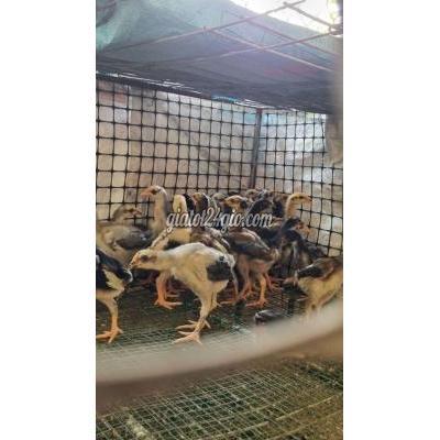 Gà Vật Nuôi Thú Cưng Thuận An - Bình Dương