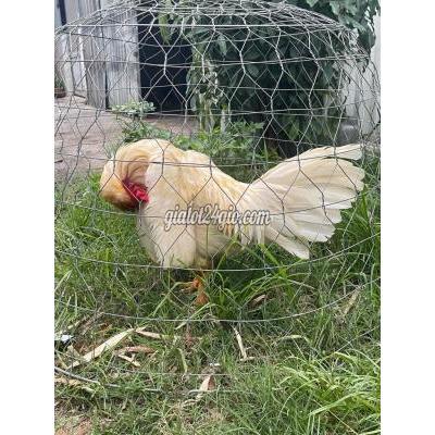 Gà ( Vật Nuôi ) Bình Chánh - Hồ Chí Minh